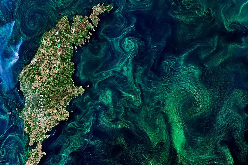 Phytoplankton blooms in the Baltic Sea