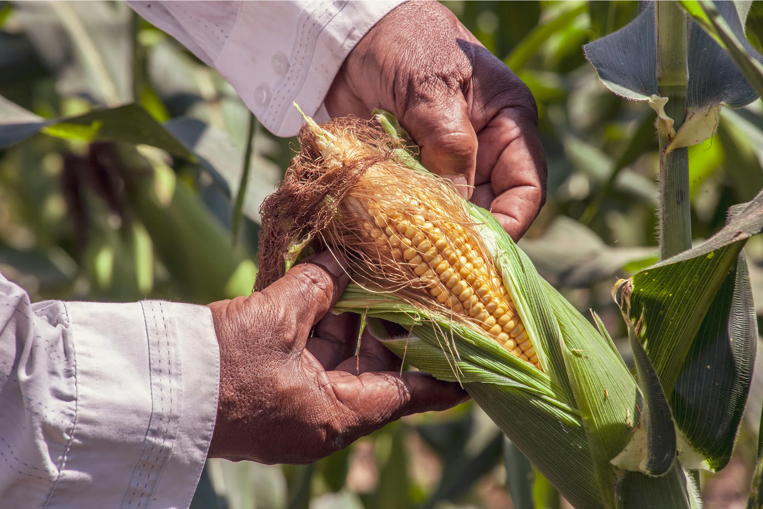 Corn field