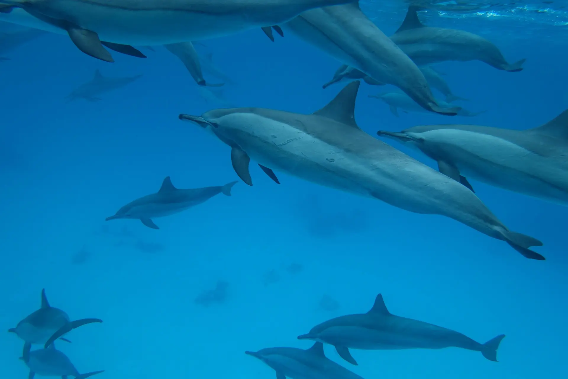 Dolphins in the Mediterranean Sea