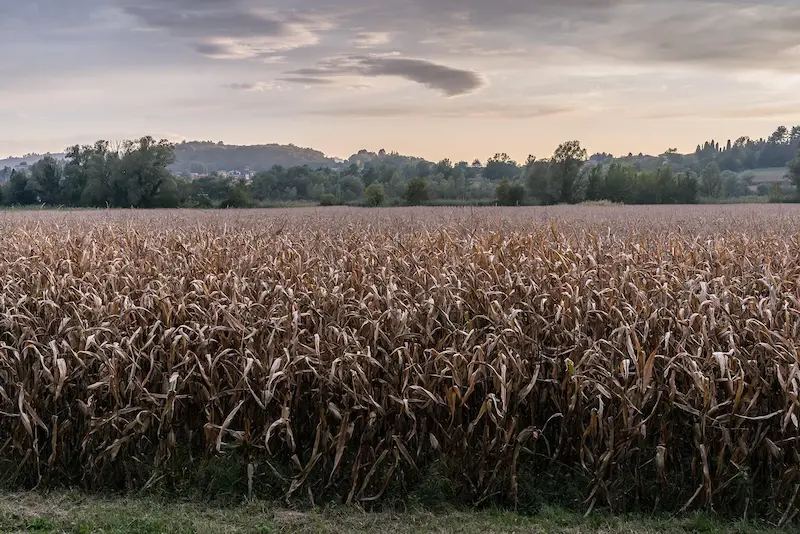 Withered crops in the Lecco region